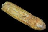Fossil Crocodile Tooth - Rooted With Great Preservation #107639-1